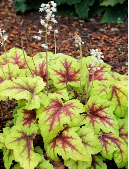 Гейхера гибридная "Стоплайт" Heuchera hybrida "Stoplight" С2/3