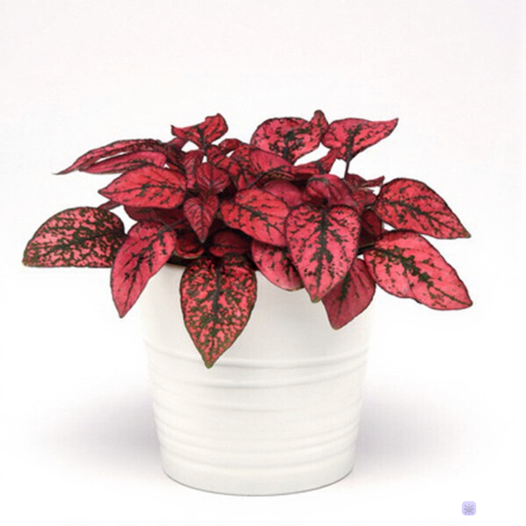 Гипоэстес листоколосниковый «Сплеш Селект Ред» Hypoestes phyllostachya"Splash Select Red"