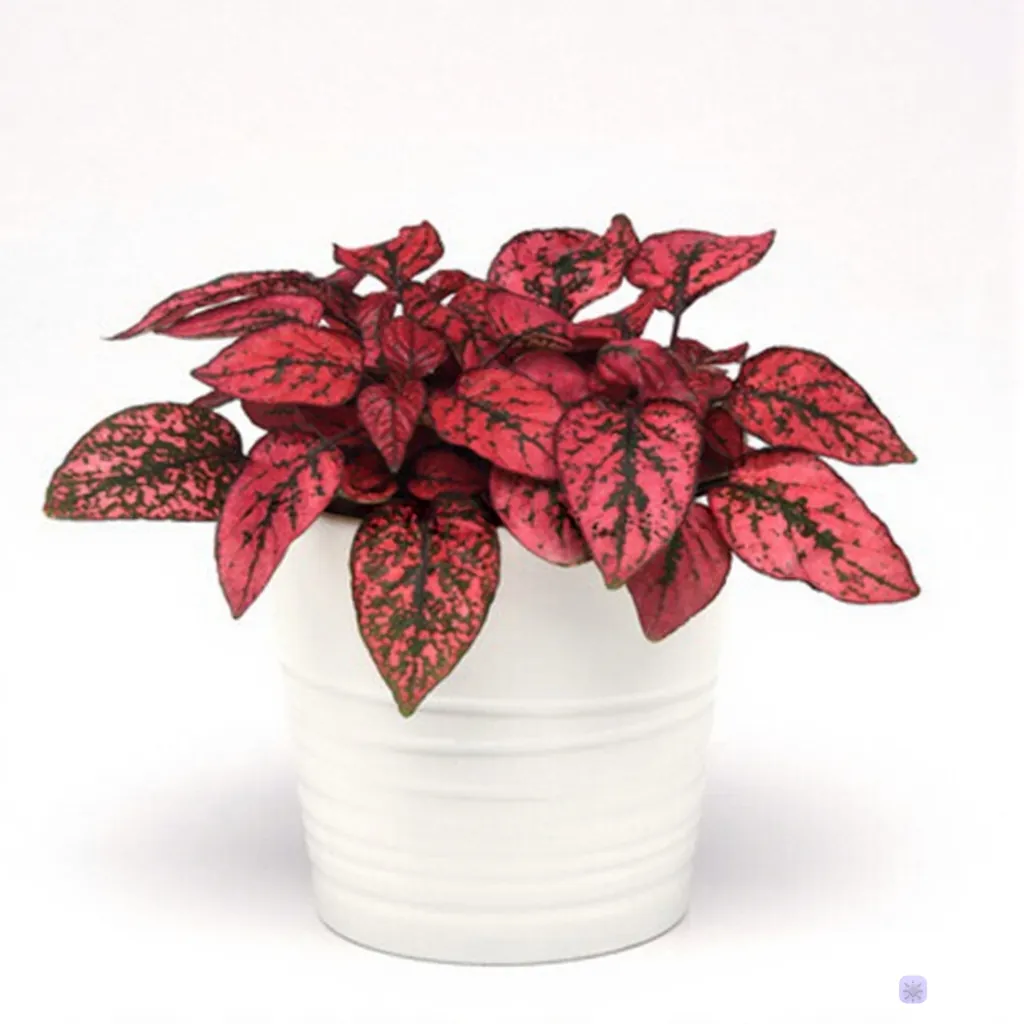Гипоэстес листоколосниковый «Сплеш Селект Ред» Hypoestes phyllostachya"Splash Select Red"