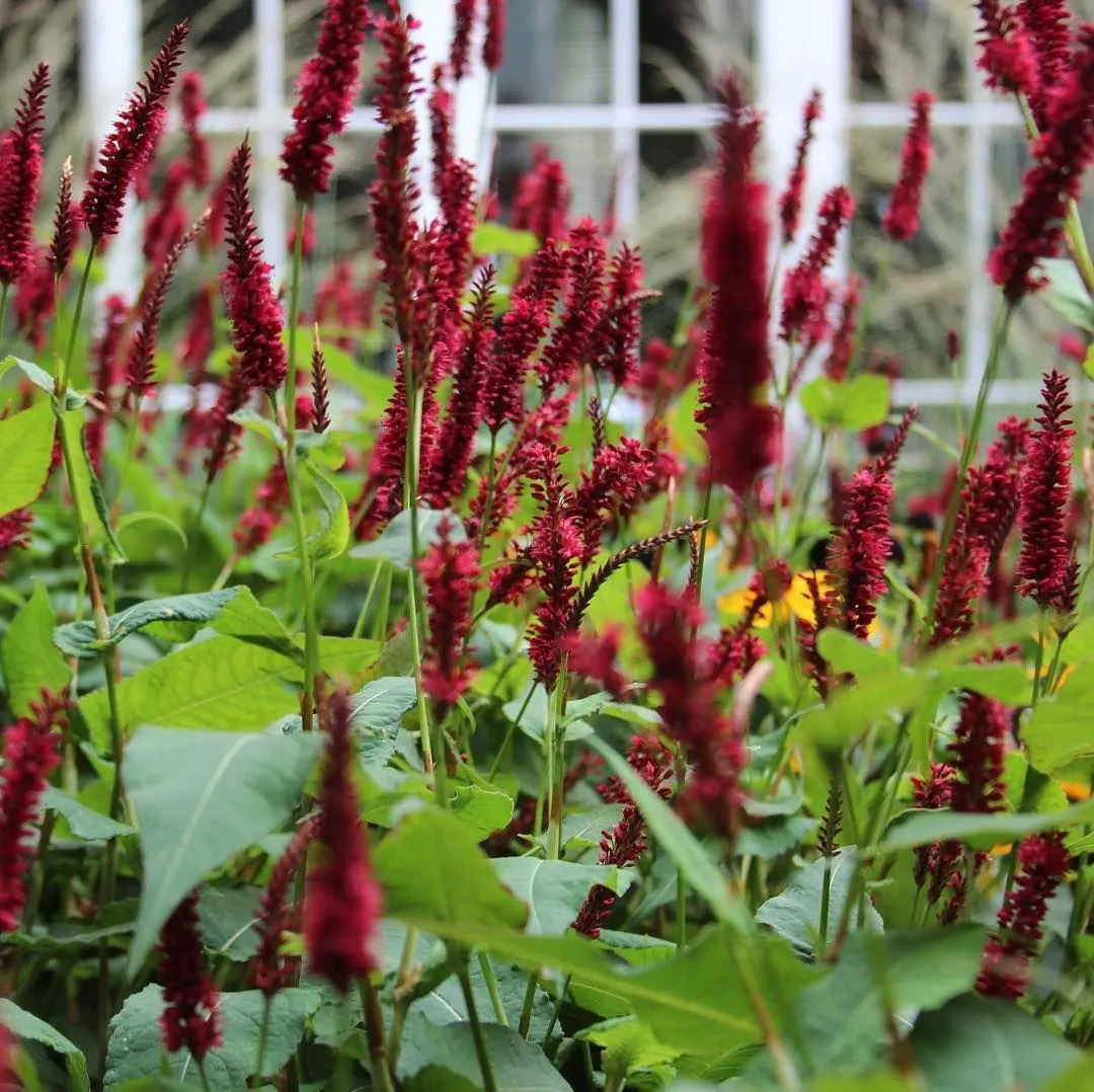 Горец свечевидный "Блэкфилд" Persicaria amplexicaulis "Blackfield"