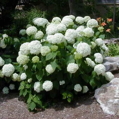 Гортензия древовидная "Аннабель" Hydrangea arborescens "Annabelle"