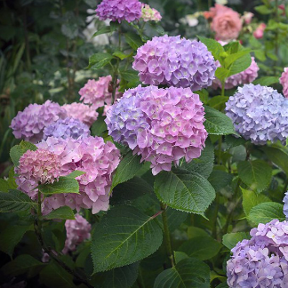 Гортензия крупнолистная "Эндлесс Саммер" Hydrangea macrophylla "Endless Summer The Original" С2/3