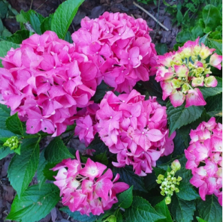 Гортензия крупнолистная "Форевер энд Эвер Пинк" Hydrangea macrophylla "Forever & Ever Pink" С2/3