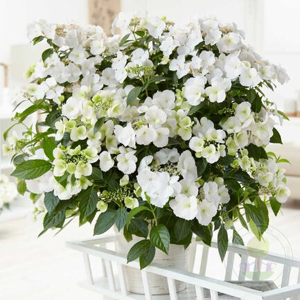 Гортензия крупнолистная "Ранэвей Брайд" Hydrangea hybrid "Runaway Bride"/ "Snow White" С2/3