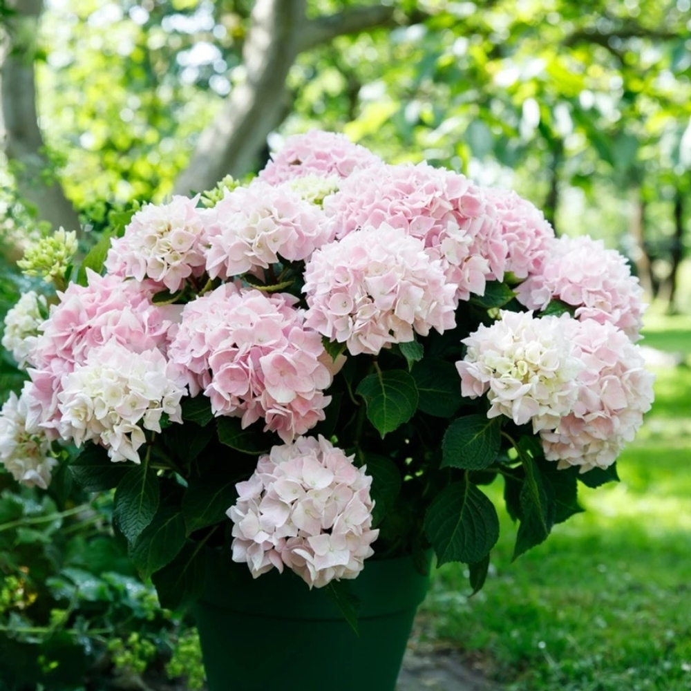 Гортензия крупнолистная "Софт Пинк Сальса" Hydrangea macrophylla "Soft Pink Salsa" С2/3