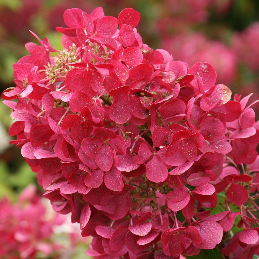 Гортензия метельчатая "Даймонд Руж" Hydrangea paniculata "Diamant Rouge"