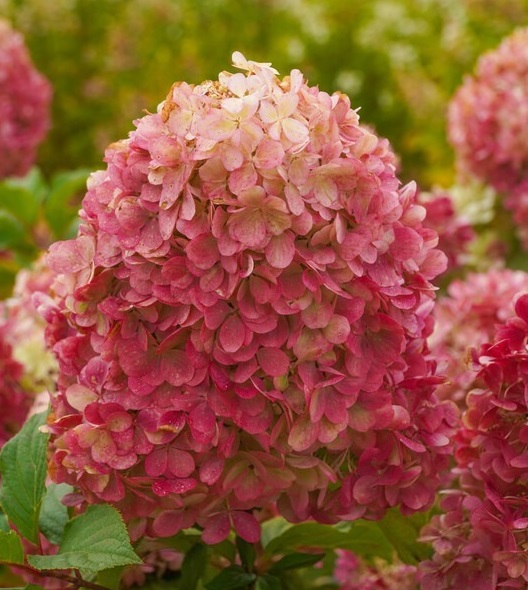 Гортензия метельчатая "Краса Лесково" Hydrangea paniculata "Krasa Leskovo"