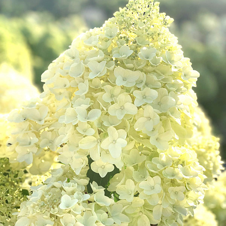 Гортензия метельчатая "Лаймлайт" Hydrangea paniculata "Limelight"