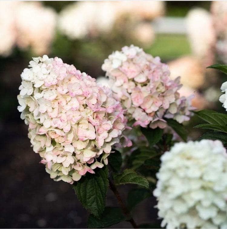 Гортензия метельчатая "Литл Блоссом" Hydrangea paniculata "Little Blossom"