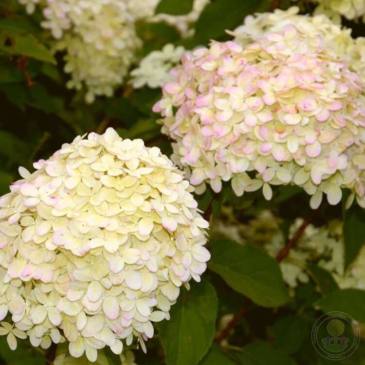Гортензия метельчатая "Литтл Лав" Hydrangea paniculata "Little Love"