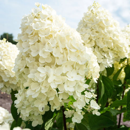 Гортензия метельчатая "Ливинг Саммер Сноу" Hydrangea paniculata "Living Summer Snow"