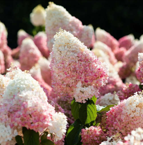 Гортензия метельчатая "Ливинг Строберри Блоссом"Hydrangea "Living S.Blossom"
