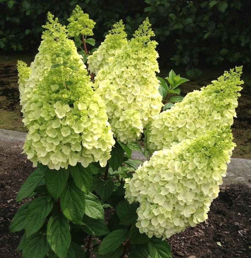 Гортензия метельчатая "Мэджикал Килиманджаро" Hydrangea "Magical Kilimanjaro"