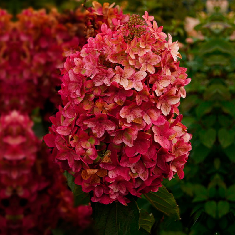 Гортензия метельчатая "Металлика" Hydrangea paniculata "Metalica"