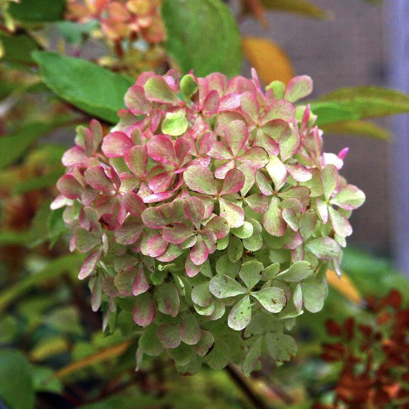Гортензия метельчатая "Перле де Фестиваль" Hydrangea paniculata "Perle de Festival"
