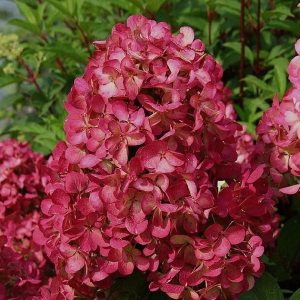 Гортензия метельчатая "Ред Вельвет" Hydrangea paniculata "Red Velvet"