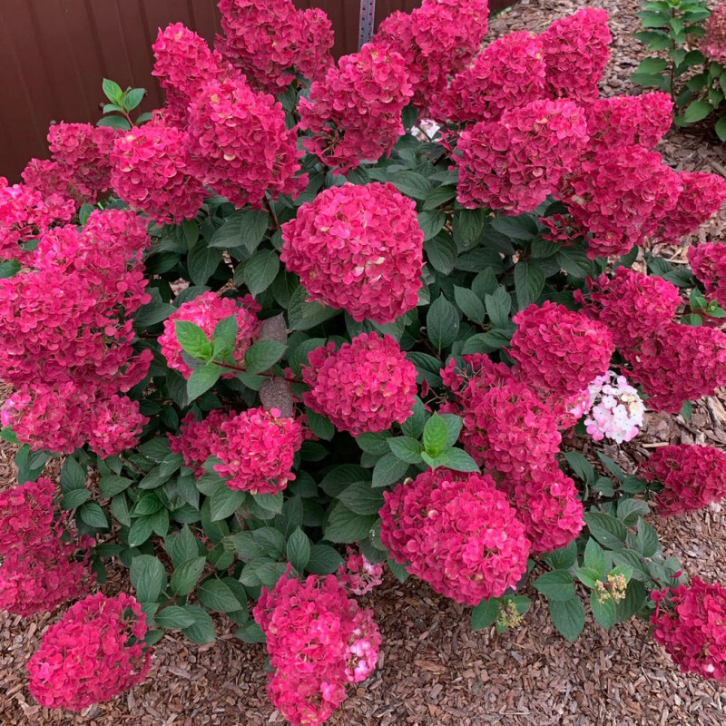 Гортензия метельчатая "Самарская Лидия" Hydrangea paniculata "Samarskaya Lidia"