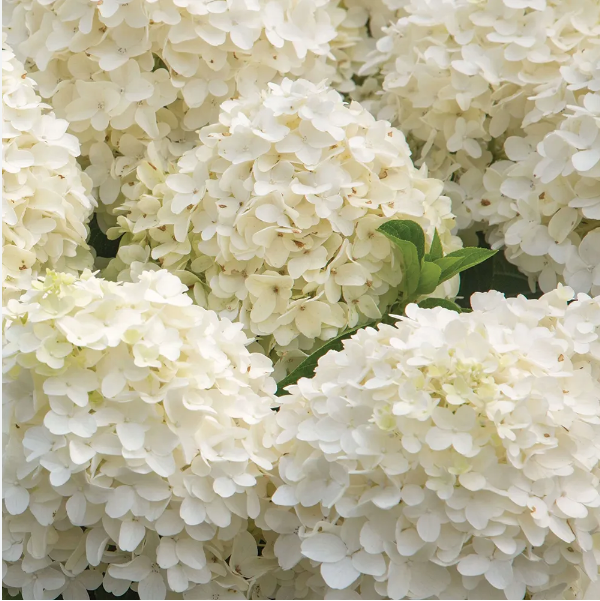 Гортензия метельчатая "Саммер Сноу" Hydrangea paniculata "Summer Snow"