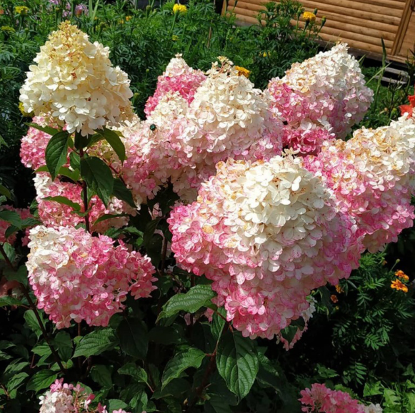 Гортензия метельчатая "Сандей Фрайз" Hydrangea paniculata "Sundae Fraise"
