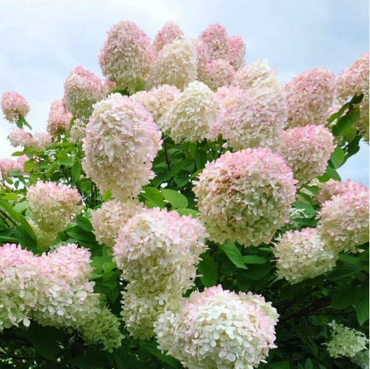 Гортензия метельчатая "Сильвер Доллар" Hydrangea paniculata "Silver Dollar"