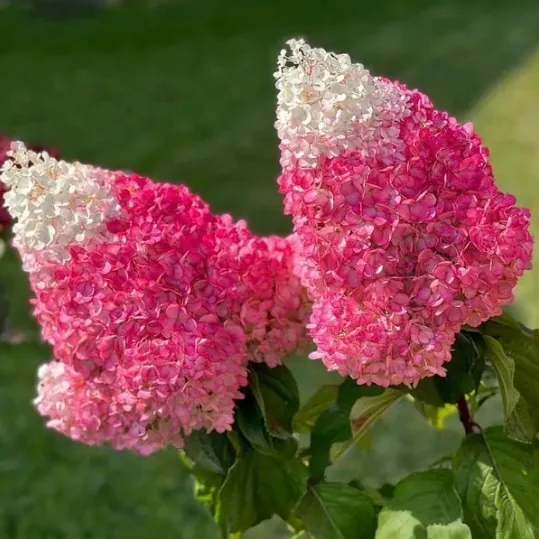 Гортензия метельчатая "Строберри Блоссом" Hydrangea paniculata "Strawberry Blossom"