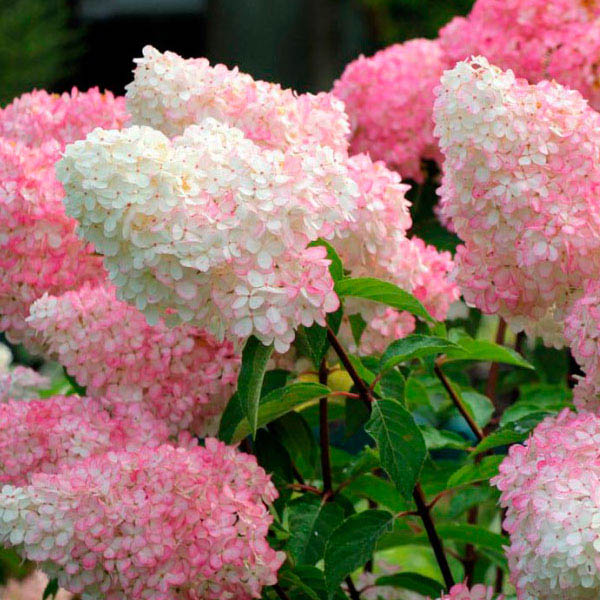 Гортензия метельчатая "Ванилла Фрейз" Hydrangea paniculata "Vanille Fraise"