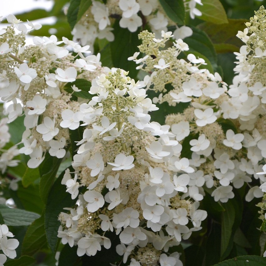 Гортензия метельчатая "Вайт Леди" Hydrangea paniculata "White Lady"