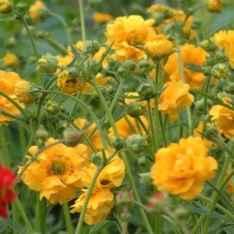 Гравилат чилийский "Леди Стразеден" Geum chiloense "Lady Stratheden" С2/3