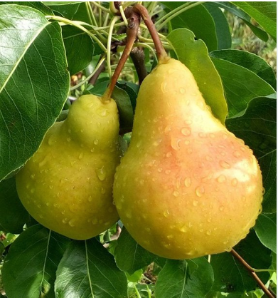Груша "Кафедральная" С5