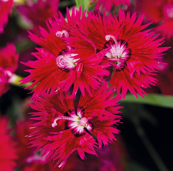 Гвоздика гибридная "Супра Кримсон" Dianthus interspecific "Supra Crimson" Р9