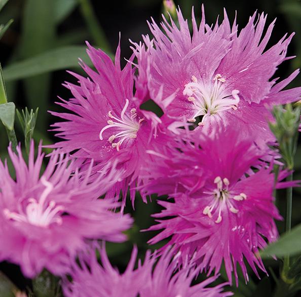 Гвоздика гибридная "Супра Пурпл" Dianthus interspecific "Supra Purple" Р9