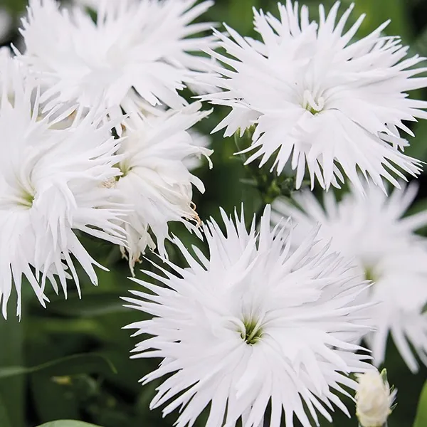 Гвоздика гибридная "Супра Вайт" Dianthus interspecific "Supra White"