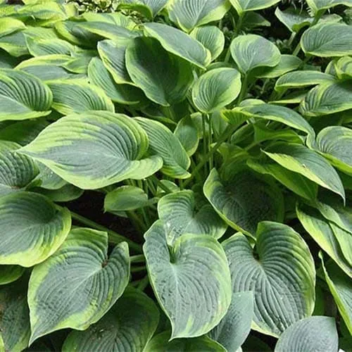 Хоста "Алватин Тейлор" Hosta "Alvatine Taylor" (L)