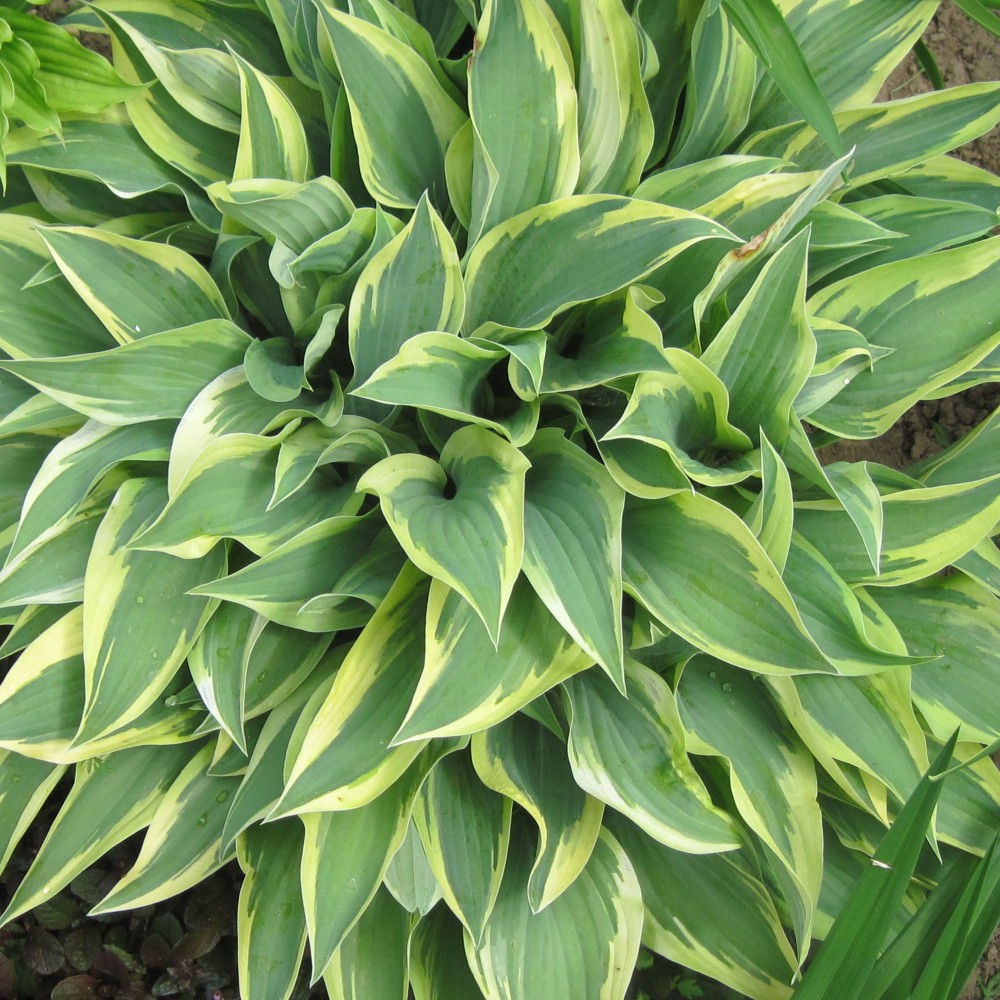 Хоста "Бобкет" Hosta "Bobcat" (M) С2/3