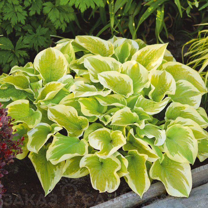 Хоста "Дельта Даун" Hosta "Delta Dawn" (L) С2/3