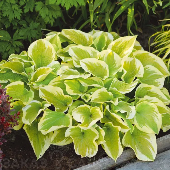 Хоста "Дельта Даун" Hosta "Delta Dawn" (L)