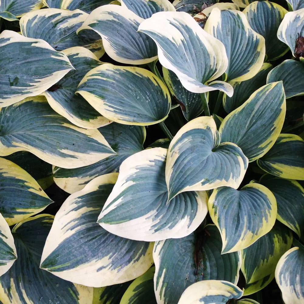 Хоста "Ферст Фрост" Hosta "First Frost" (SM)
