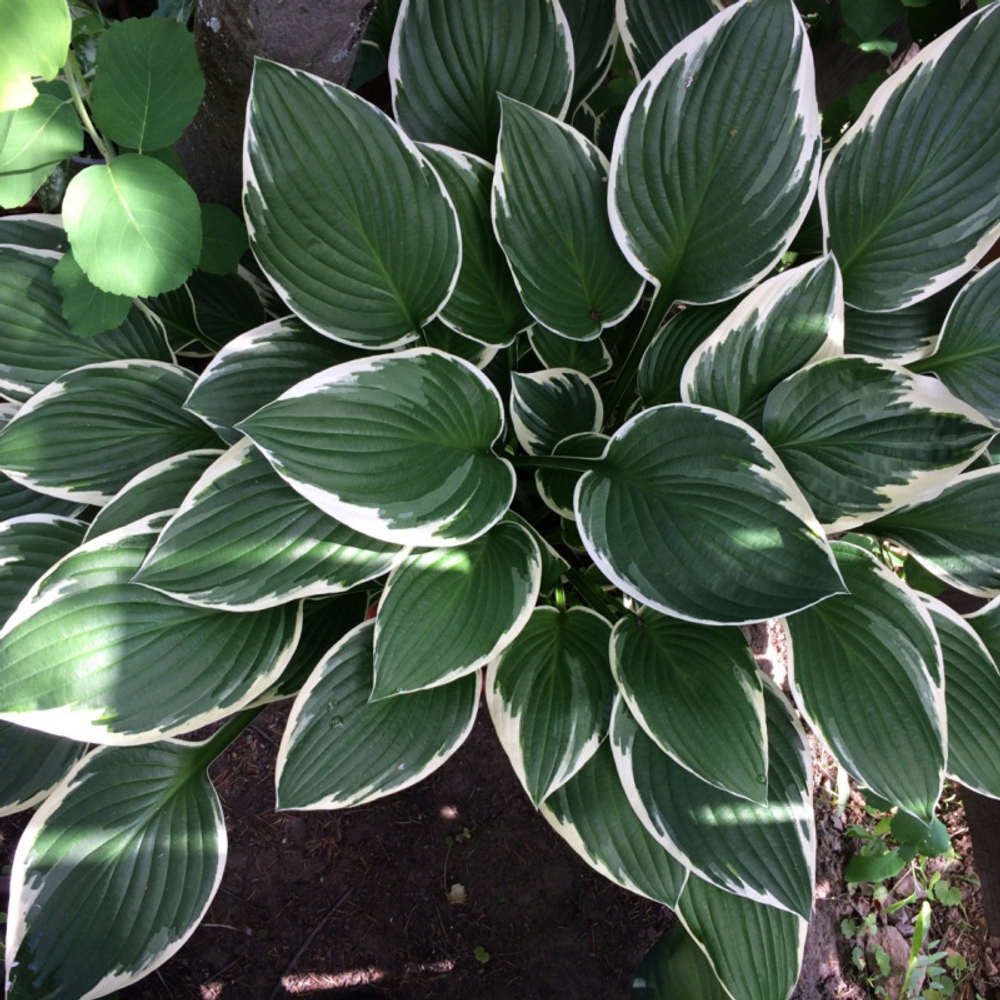 Хоста "Франсе" Hosta "Francee" (M) С2/3