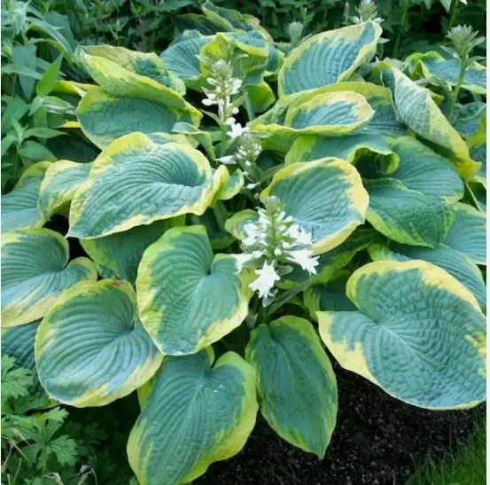 Хоста "Франсес Вильямс" Hosta "Frances Williams" (ML)