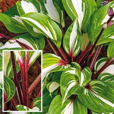 Хоста "Гузберри Сандэ" Hosta "Goosberry Sundae" (M) С2/3