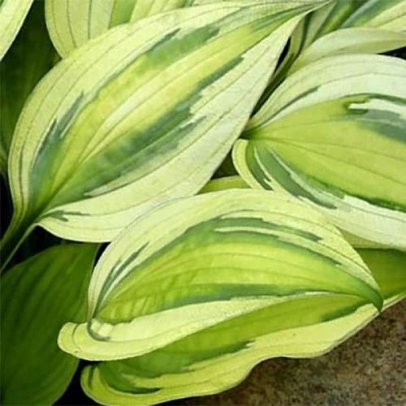 Хоста "Капитанс Адвенчер" Hosta "Captain's Adventure" (ML) С2/3