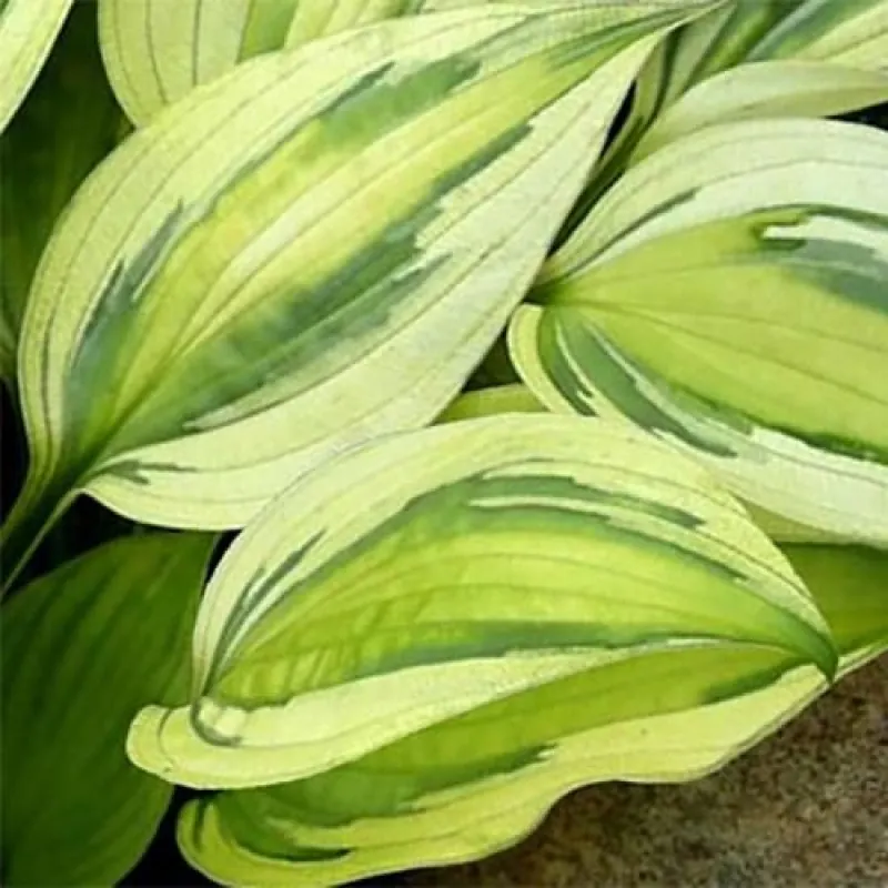 Хоста "Капитанс Адвенчер" Hosta "Captain's Adventure" (ML)