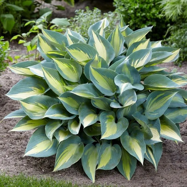 Хоста "Катерина" Hosta "Catherine" (ML)