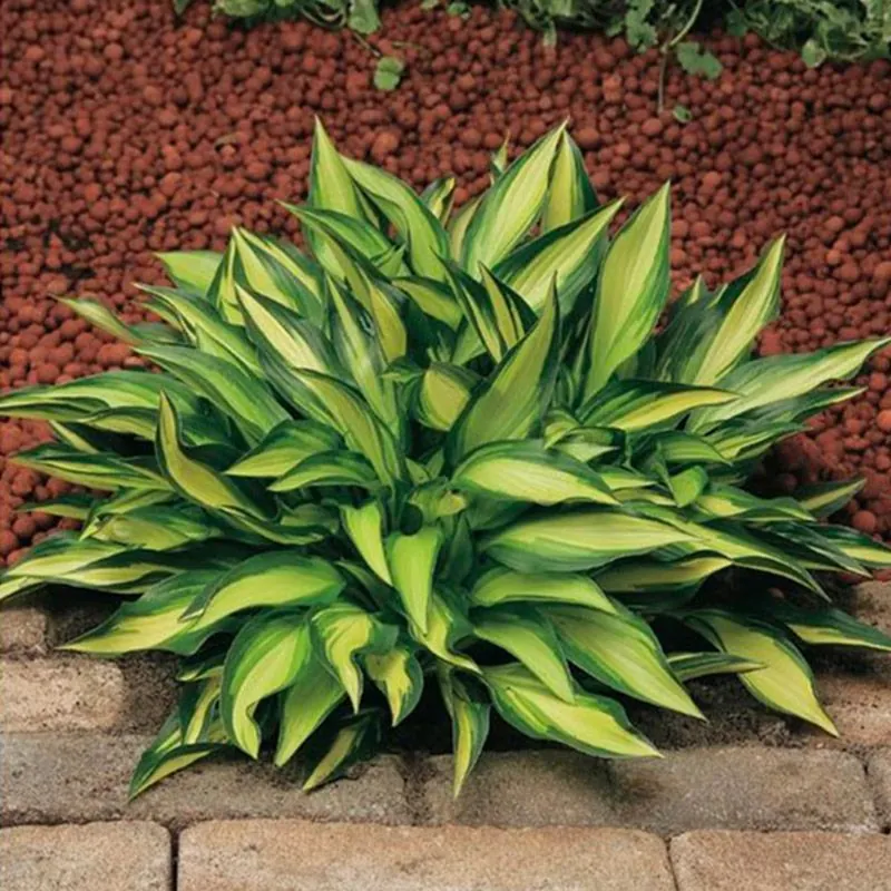 Хоста "Лейксайд Литл Тауф" Hosta "Lakeside Little Tuft" (S)