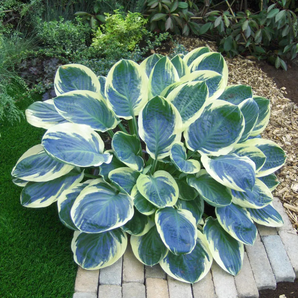 Хоста "Орионс Белт" Hosta "Orion's Belt" (M)
