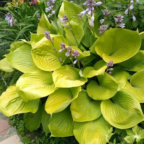 Хоста "Сам энд Сабстэнс" Hosta "Sum and Substance" (XL) С2/3