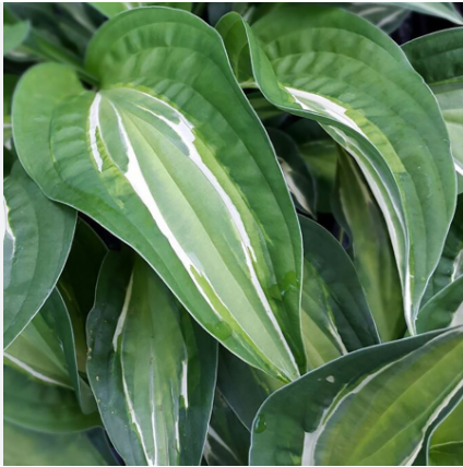 Хоста "Снейк Айз" Hosta "Snake Eyes" (M) С2/3