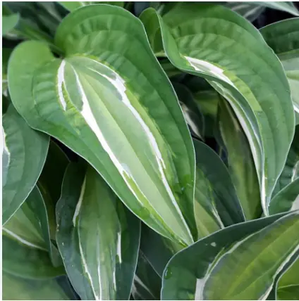 Хоста "Снейк Айз" Hosta "Snake Eyes" (M) С2/3
