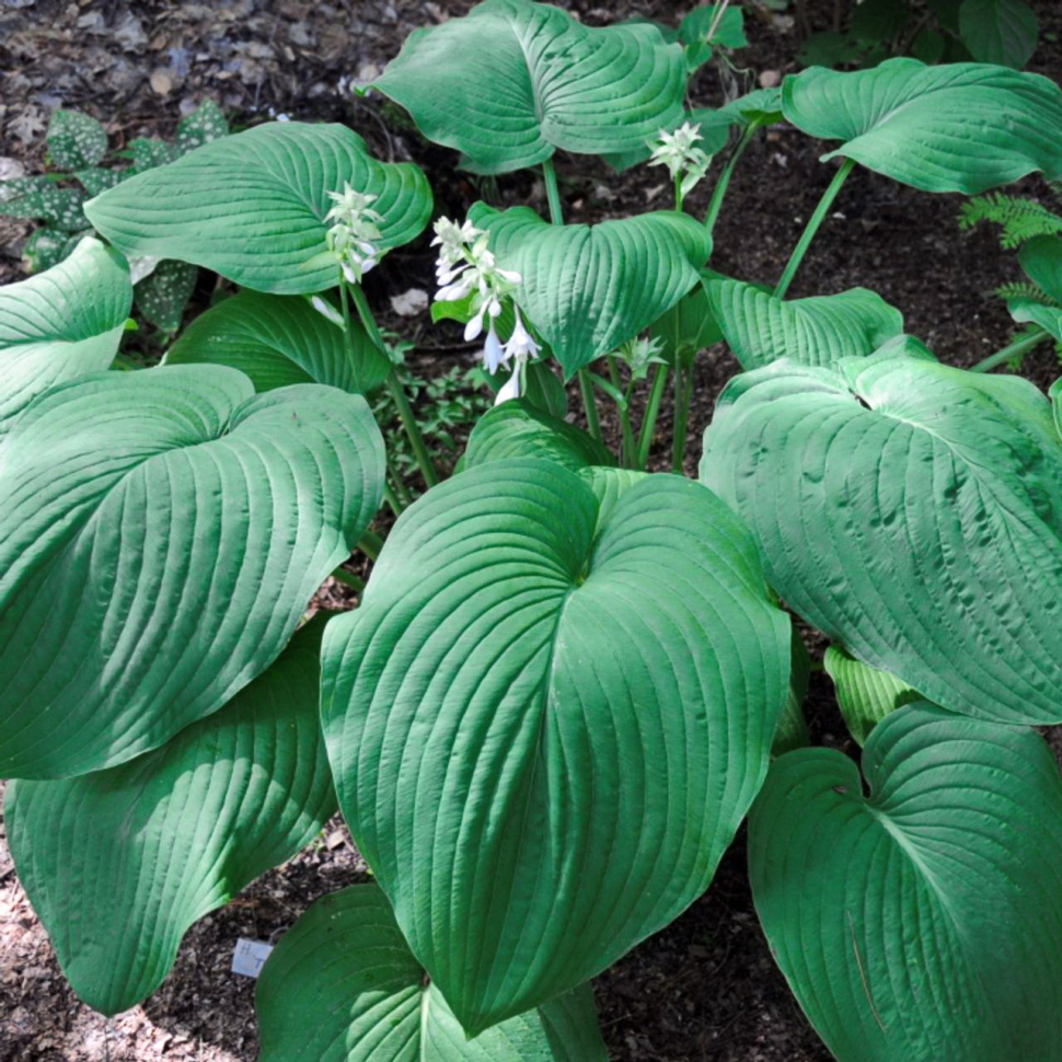 Хоста "Т Рекс" Hosta "T Rex" (XL) С2/3