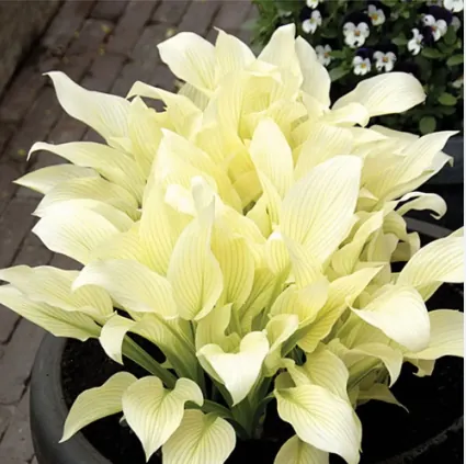 Хоста "Уайт Фезер" Hosta "White Feather" (SM)